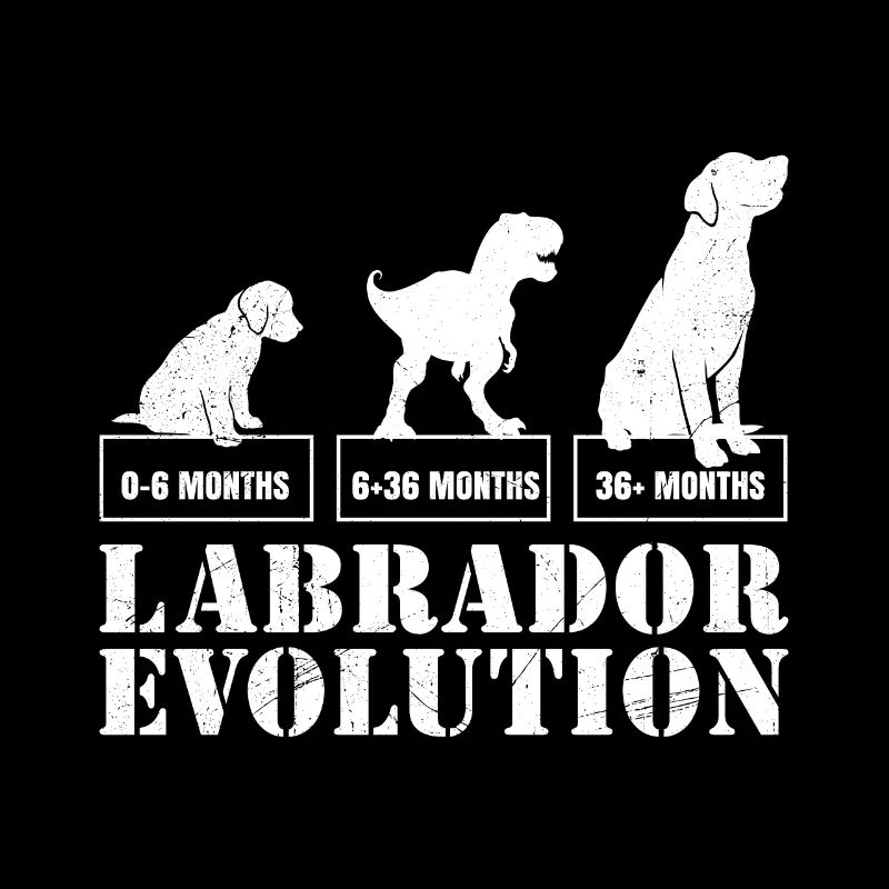 Labrador EVOLUTION Labrador Lover Funny