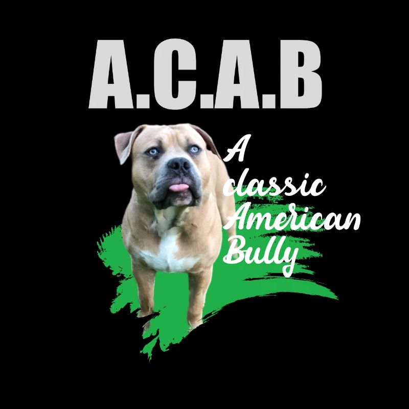 Un Bully américain classique sans oreilles amarrées ACAB