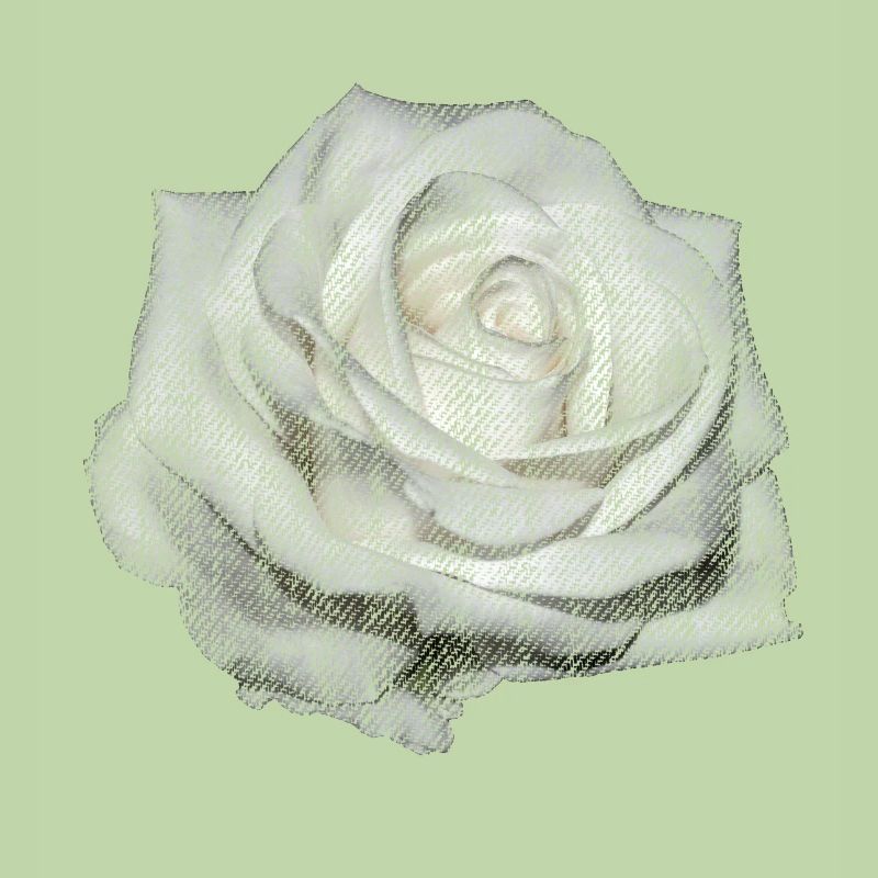 FLEUR Rose Blanche