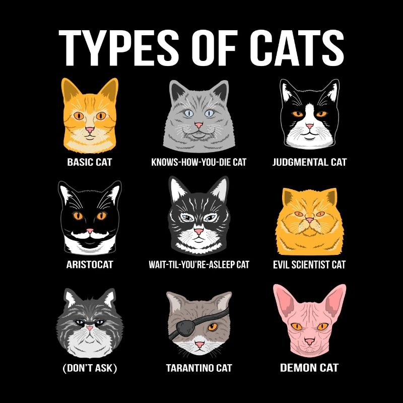 Types de chats Amant de chat drôle