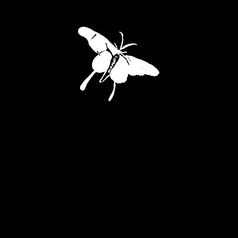 Papillon insecte papillons