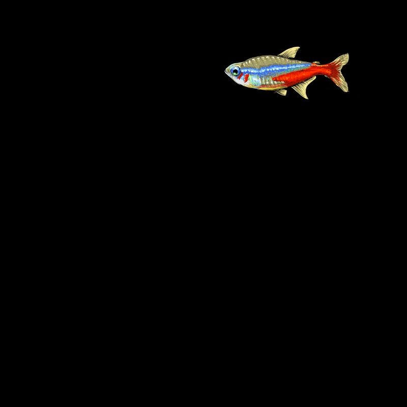 Neonsalmler Poisson poisson
