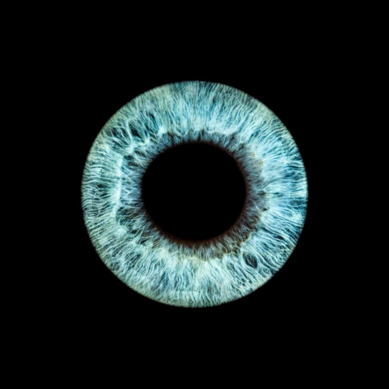 Blue Iris