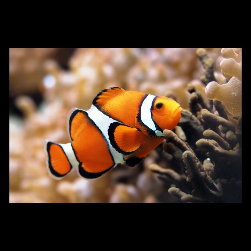 Poisson-clown