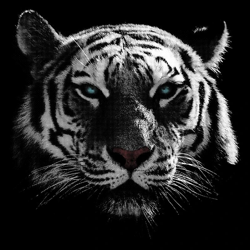 Weißer Tiger Tigerkopf