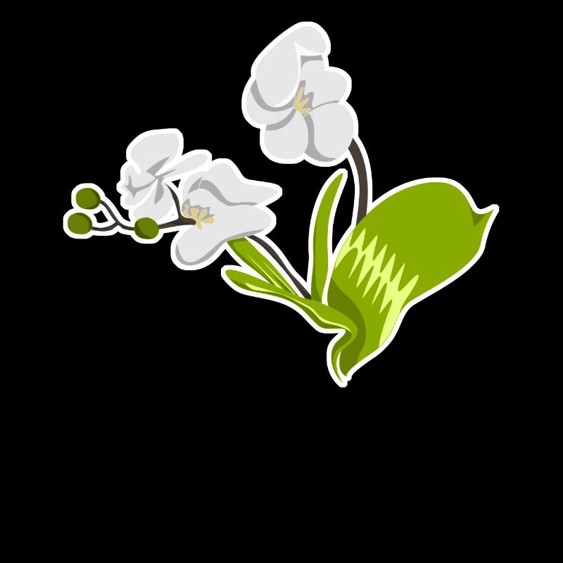 Orchidée Phalaenopsis Orchidées Fleurs