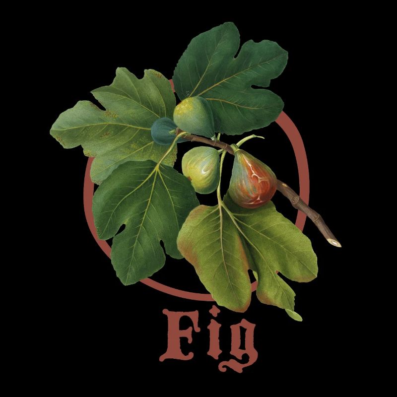 Figues, illustration vintage
