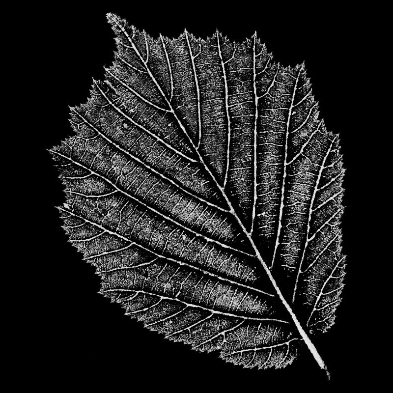 Hasel / Blatt - Haselnuss