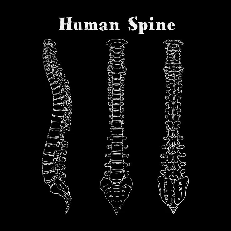 Human Spine Wirbelsäule Physiotherapeut Physio