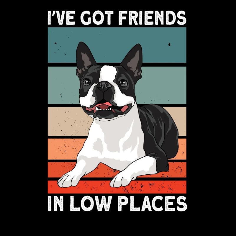 Chien Boston Terrier