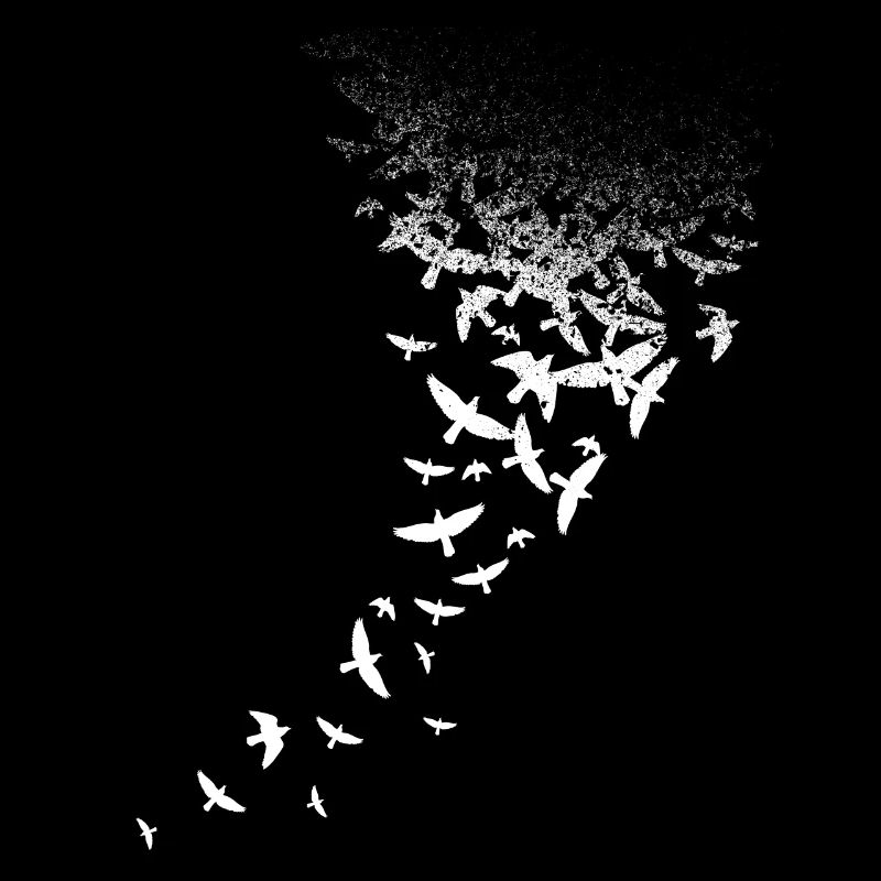 Oiseaux blancs