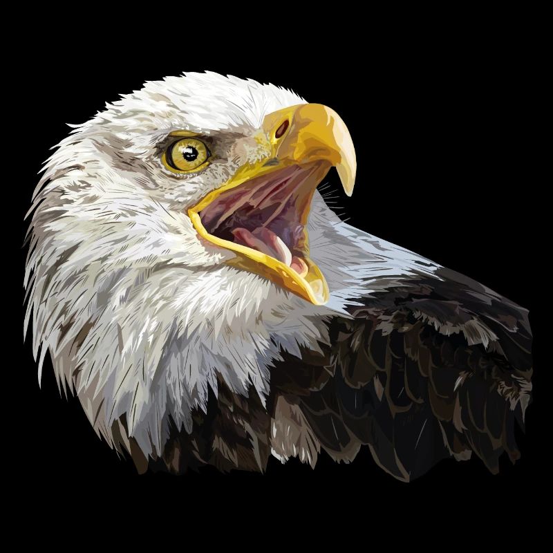 Aigle chauve