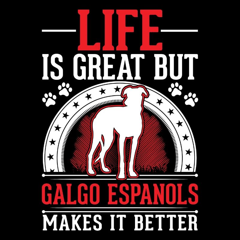 Galgo Espanol Spanish Greyhound Galgo
