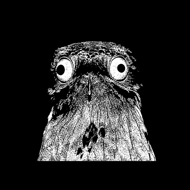 Potoo - Vogel