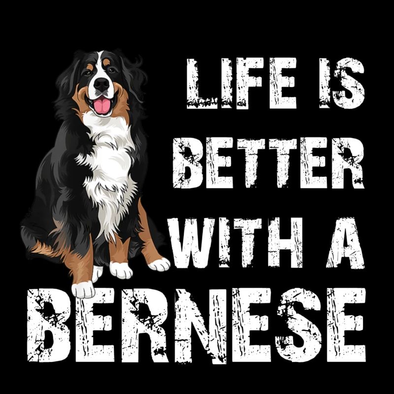 Bouvier bernois