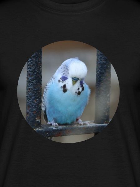 Blue budgerigar budgerigars