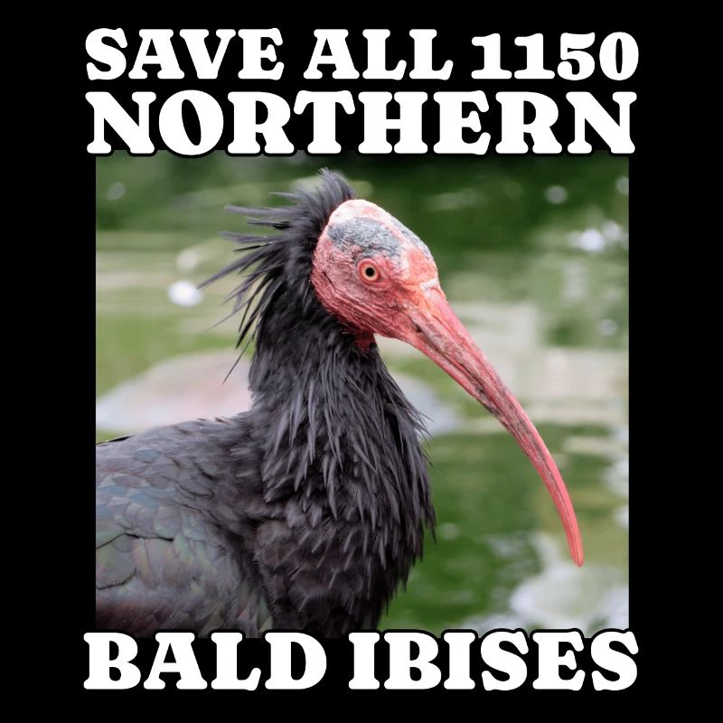 Save Northern Bald Ibis
