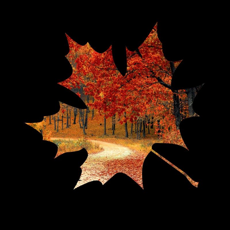 Feuillage de forêt de feuille d'érable automne