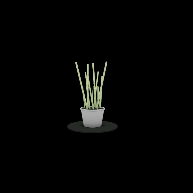 Bamboo