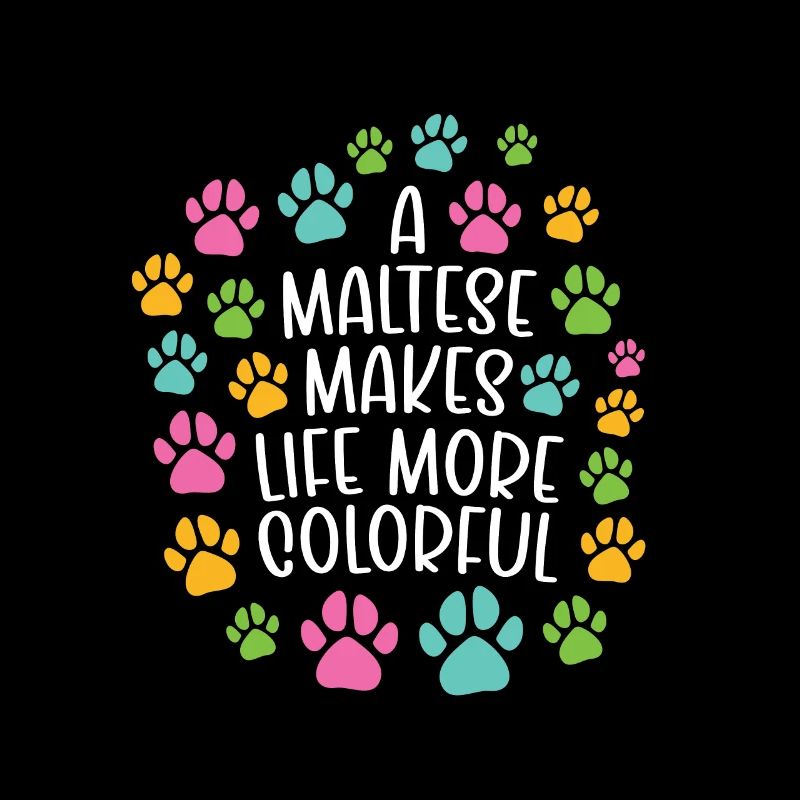 Maltese make life more colorful dog