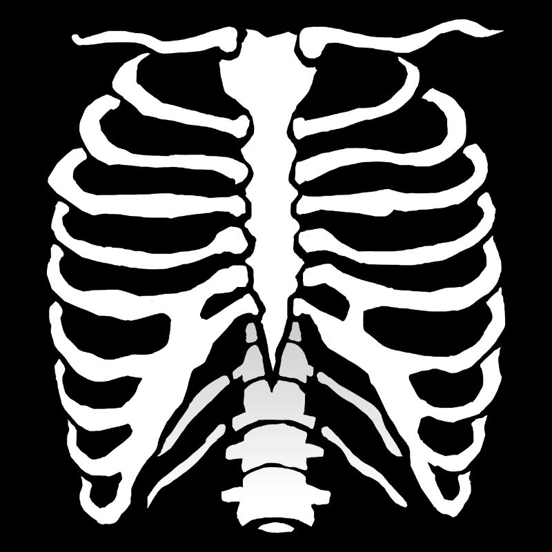 Human Bone Rib Cage