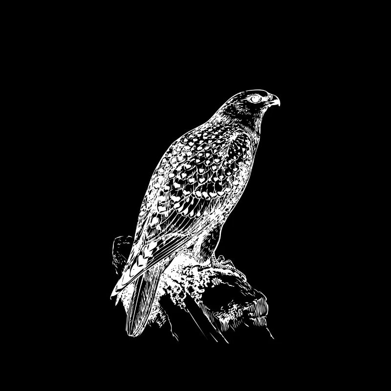 Bird Eagle Hawk Hunting Drawing Shirt Gift