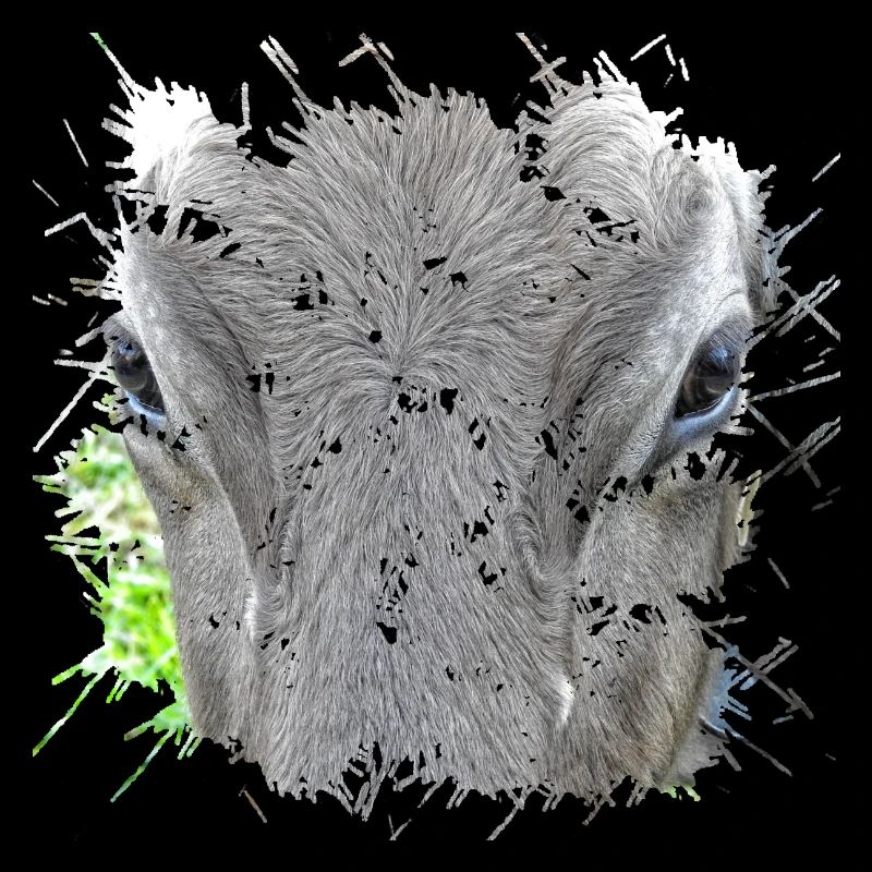 Gray animal with 4 letters
