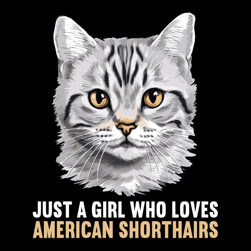 Chat Chats American Shorthair