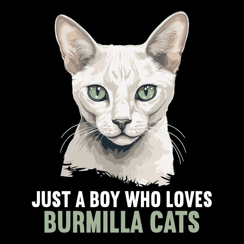 Burmilla Chaton Burmilla Chat