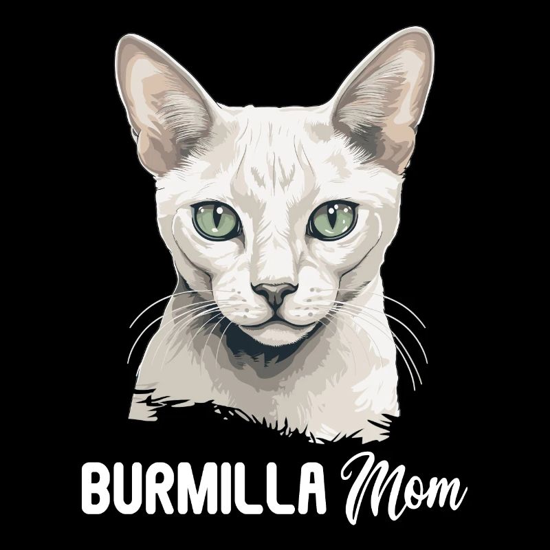 Burmilla Chaton Burmilla Chat