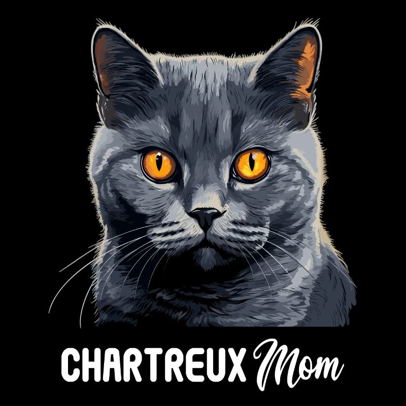 Chat Chartreux Chat Chartreux