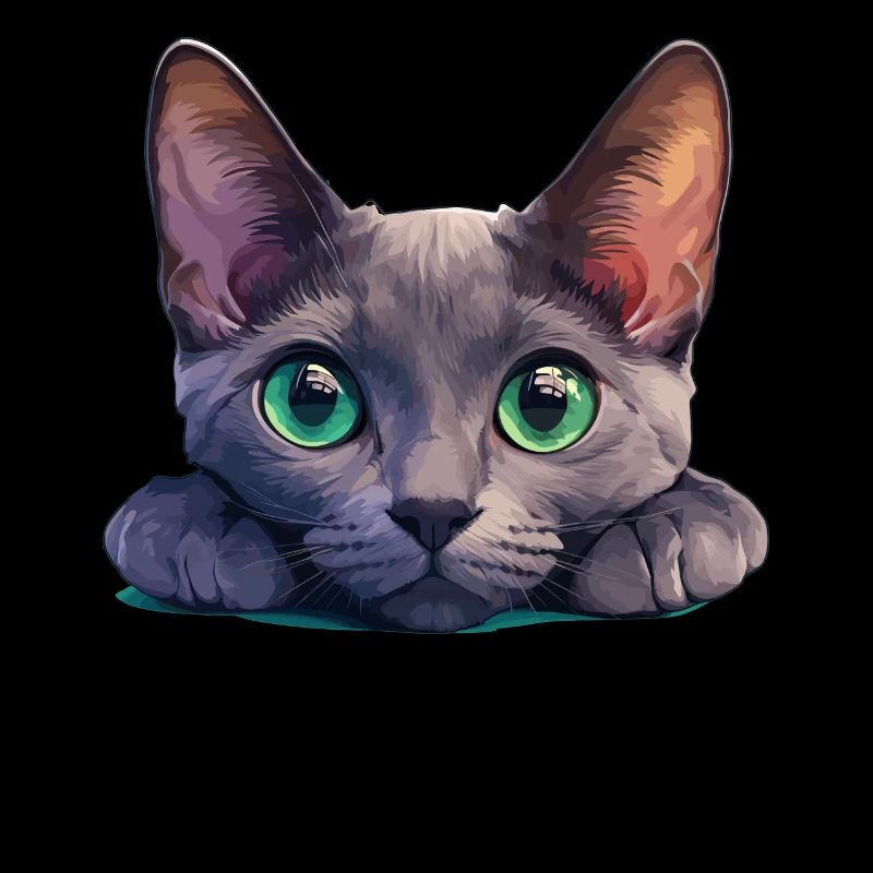 Korat Kitten Korat Cat