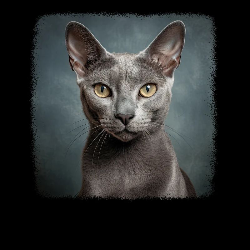 Korat Kitten Korat Cat