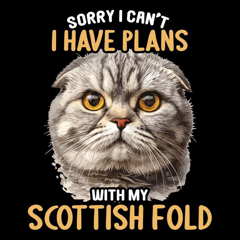 Scottish Fold Kätzchen Scottish Fold Katze