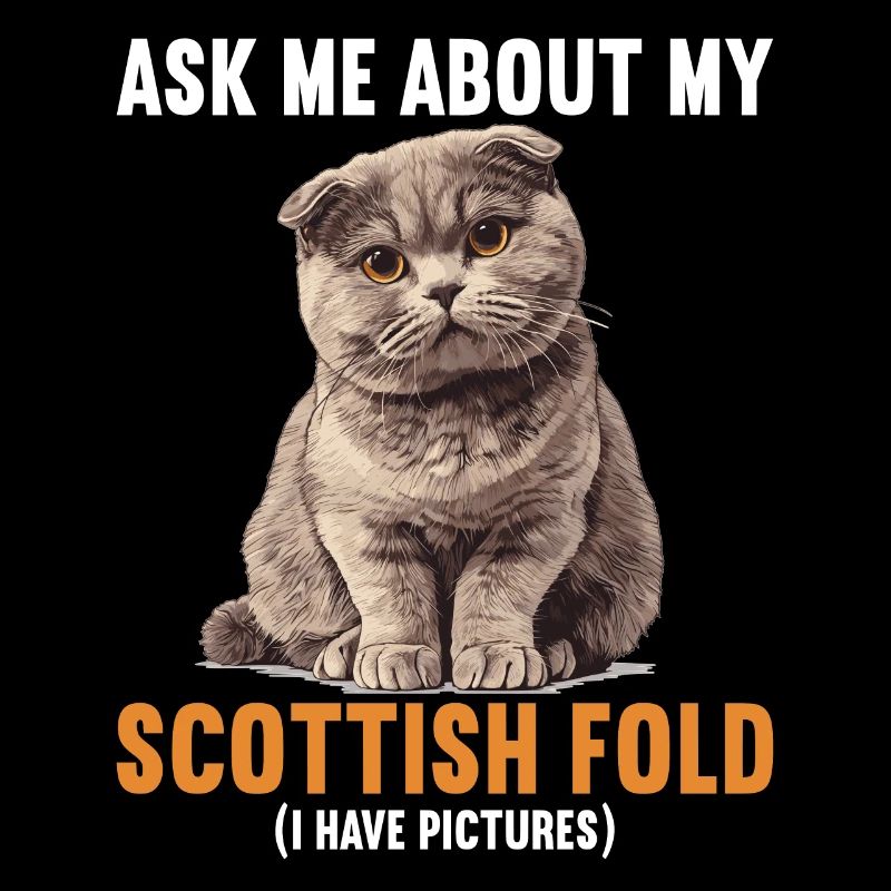 Scottish Fold Kätzchen Scottish Fold Katze
