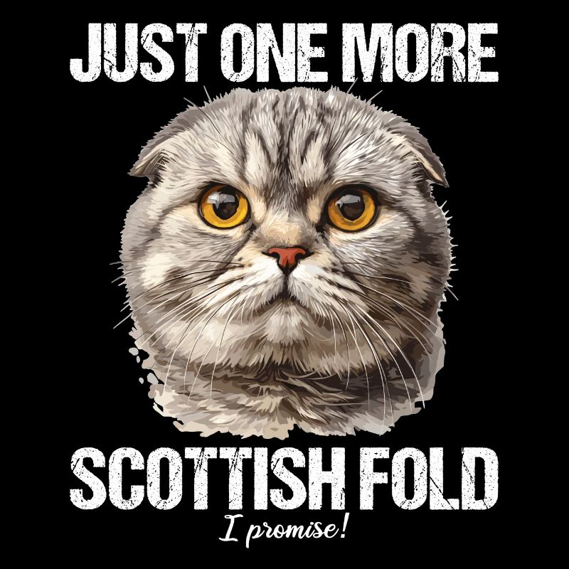 Scottish Fold Kätzchen Scottish Fold Katze