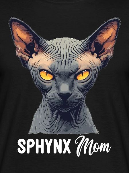 Sphynx Kitten Sphynx Cat