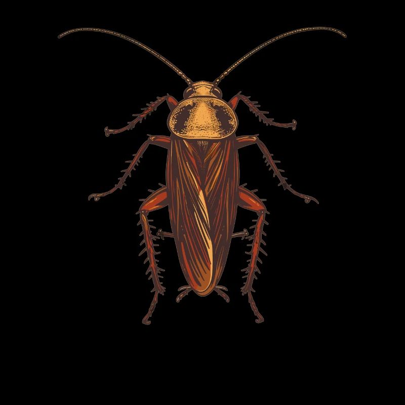 Cockroach cockroaches cockroach