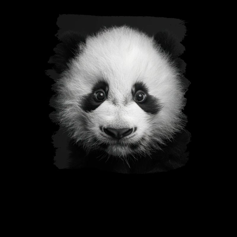 Panda géant Pandas Große Pandas Großer Panda