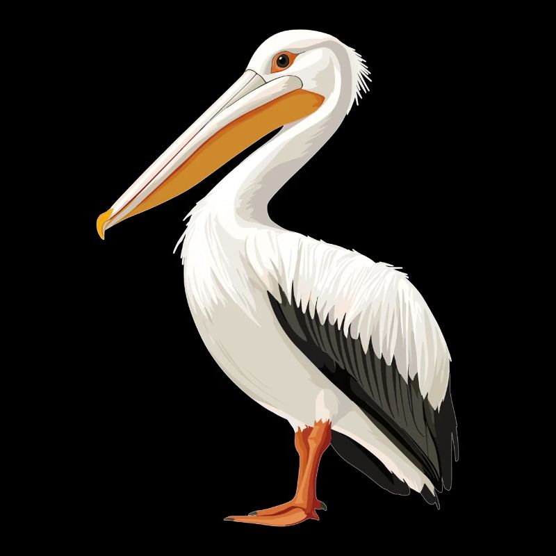 Pélicans Pélican