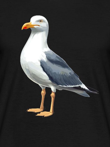 Möwen Möwe