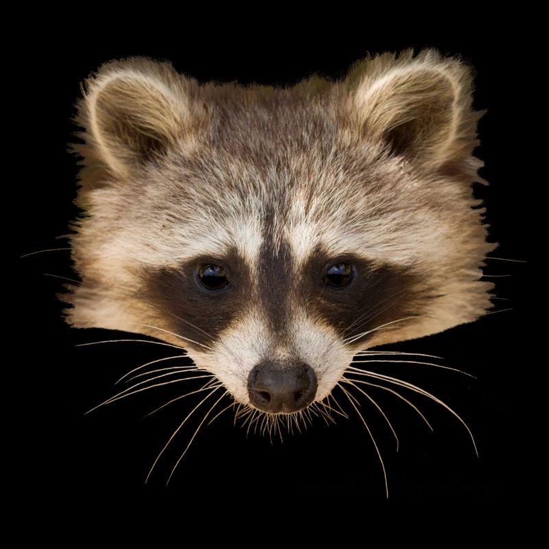 raton laveur