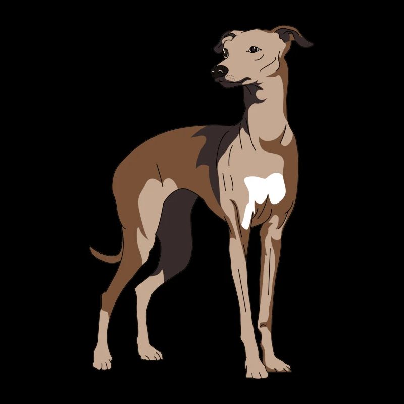 Greyhound, galgo, greyhounds