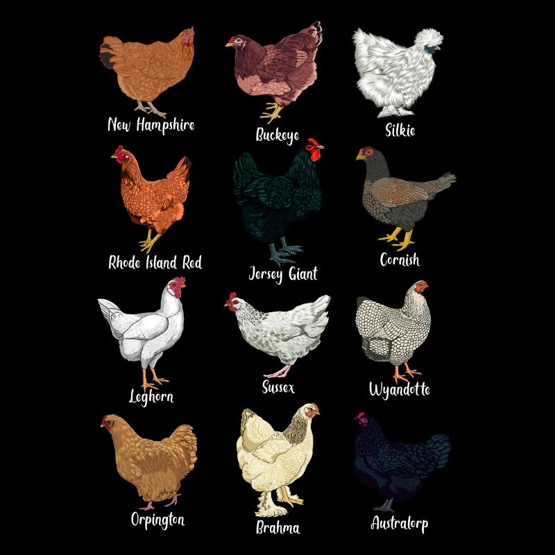 Poulets du Monde - Poulets