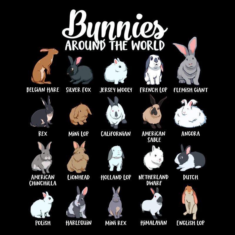 Lapins du monde - Lapin