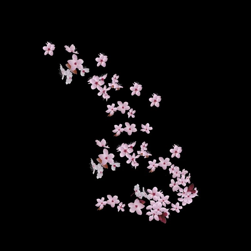 Cherry blossoms beginning of spring