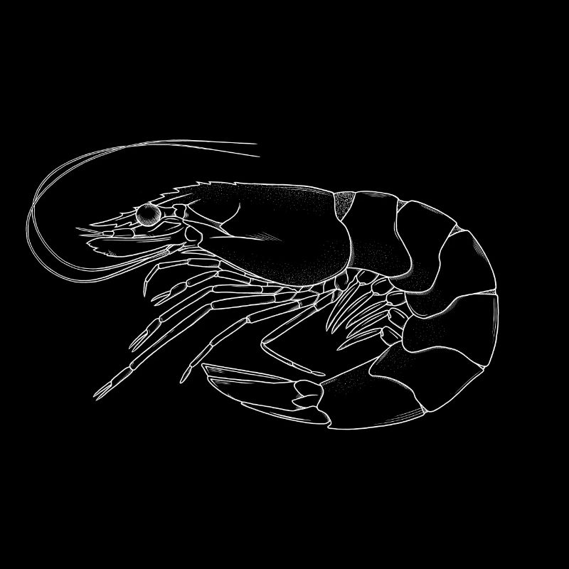 Shrimp