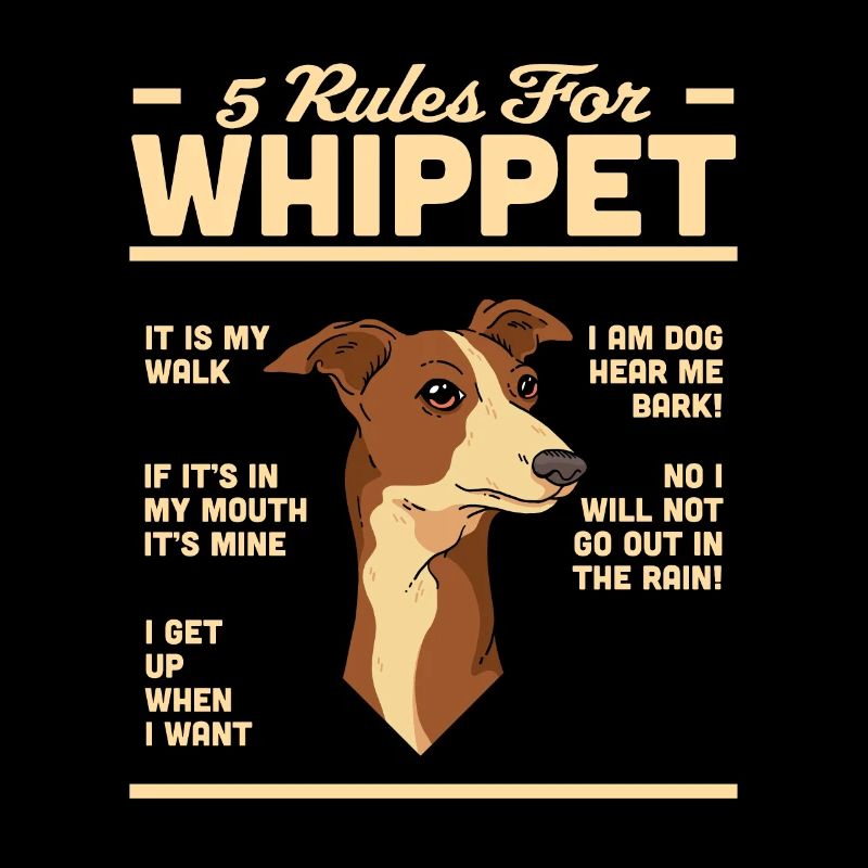 Whippet