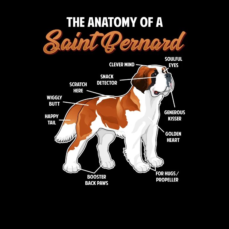Anatomie d’un chien de Saint-Bernard