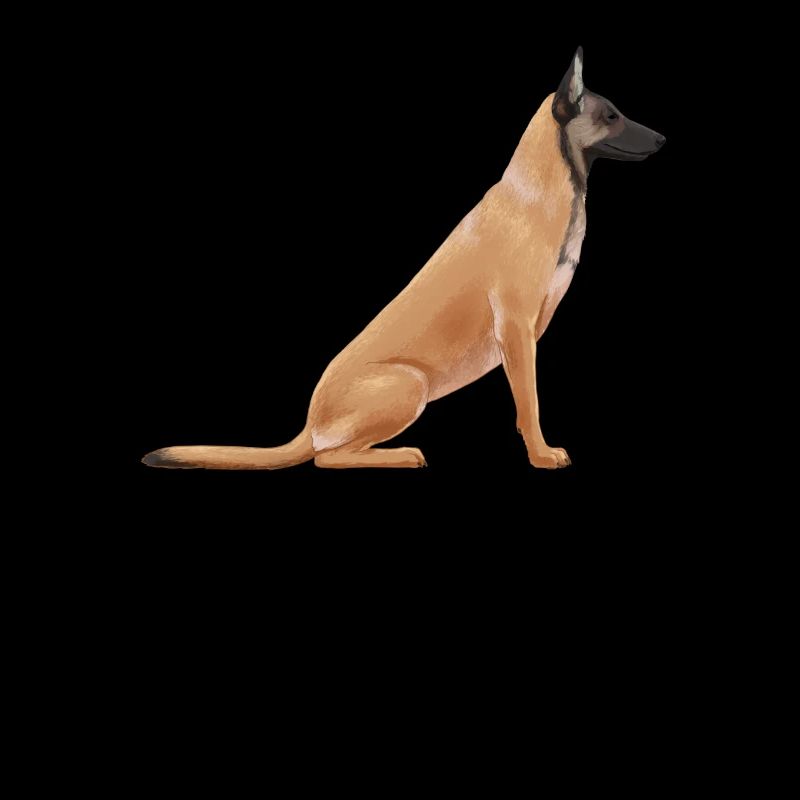 Belgischer Malinois Schäferhund